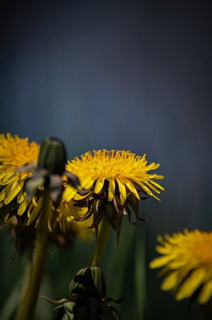 Free download dandelion flowers plant free picture to be edited with GIMP free online image editor