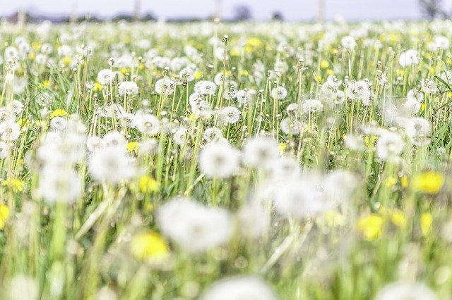 Free download Dandelion Flowers Yellow -  free photo or picture to be edited with GIMP online image editor