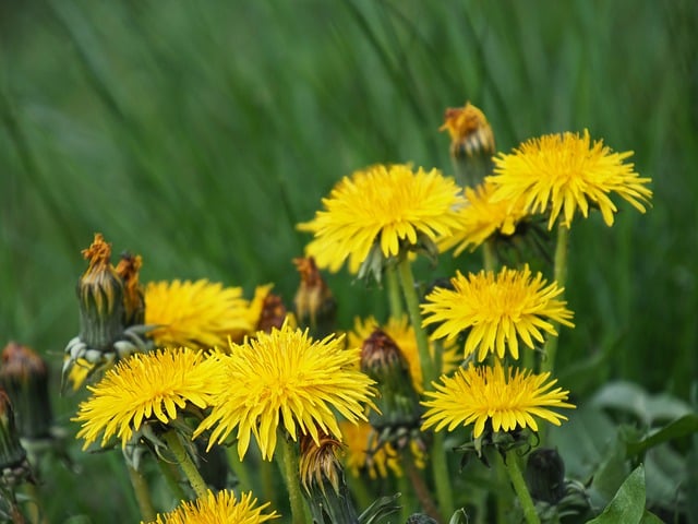 Free download dandelion flowers yellow flowers free picture to be edited with GIMP free online image editor