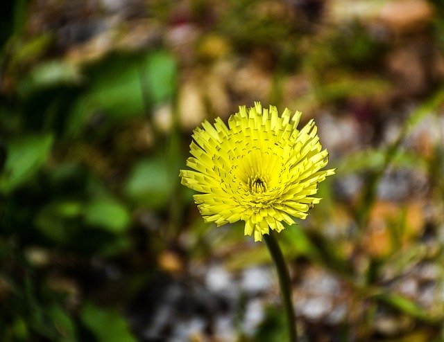 Free download Dandelion Flower Weed -  free photo or picture to be edited with GIMP online image editor