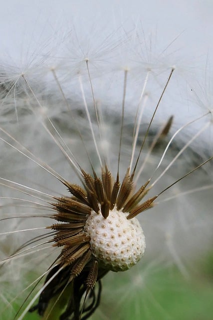 Free download dandelion flower wildflower free picture to be edited with GIMP free online image editor