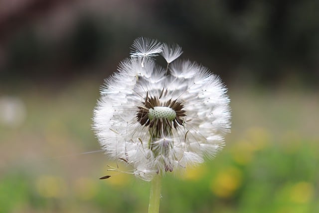 Free download dandelion flower wildflower nature free picture to be edited with GIMP free online image editor