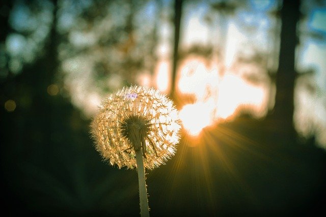 Ücretsiz indir Dandelion Flower Wind - GIMP çevrimiçi resim düzenleyici ile düzenlenecek ücretsiz fotoğraf veya resim