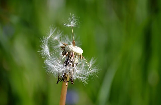 Free download dandelion flying seeds flower free picture to be edited with GIMP free online image editor