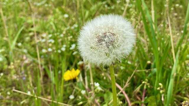 Free download dandelion f spring wildflower free picture to be edited with GIMP free online image editor