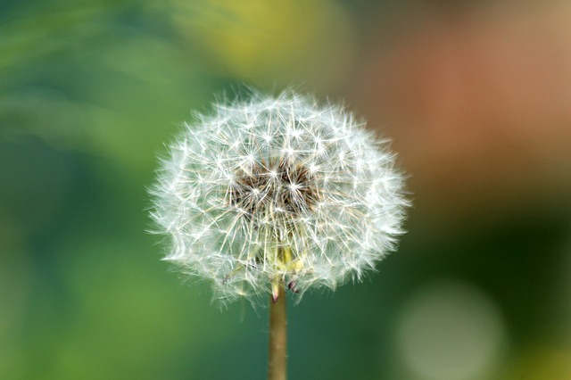 Free download dandelion furry plant flower free picture to be edited with GIMP free online image editor