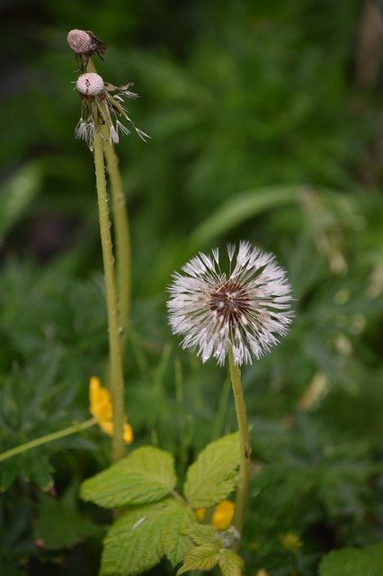 Free download Dandelion Gone To Seed After The -  free photo or picture to be edited with GIMP online image editor