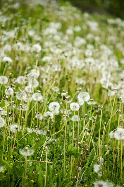 Free download Dandelion Green Nature -  free photo or picture to be edited with GIMP online image editor