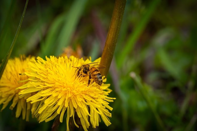 Free download dandelion honeybee pollination free picture to be edited with GIMP free online image editor