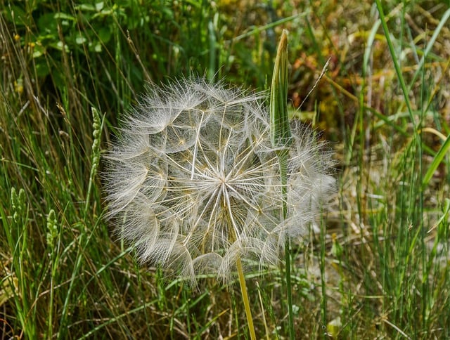 Free download dandelion lion tooth flower nature free picture to be edited with GIMP free online image editor