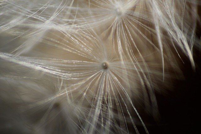 Free download Dandelion Macro Plant free photo template to be edited with GIMP online image editor