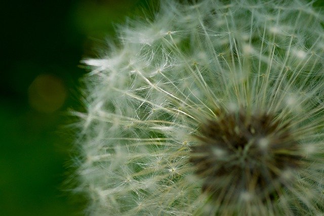 Muat turun percuma Dandelion Macro Sunbeam - foto atau gambar percuma untuk diedit dengan editor imej dalam talian GIMP