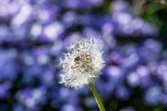 Free download dandelion meadow bug forget me not free picture to be edited with GIMP free online image editor