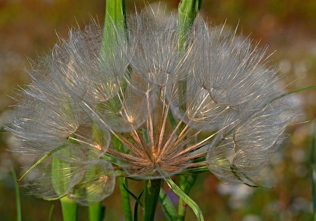 Free download Dandelion Meadow Close-Up -  free photo or picture to be edited with GIMP online image editor