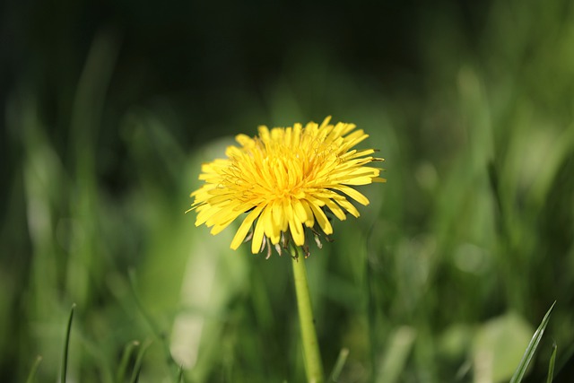 Free download dandelion meadow flower free picture to be edited with GIMP free online image editor