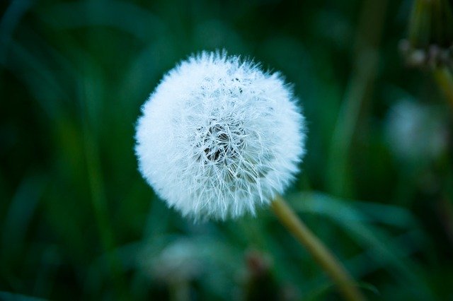 Free download Dandelion Meadow Nature -  free photo or picture to be edited with GIMP online image editor