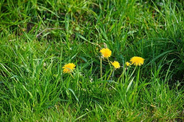 Free download Dandelion Meadow Plant -  free photo or picture to be edited with GIMP online image editor