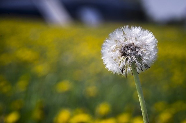 Free download Dandelion Meadow Spring Sonchus -  free photo or picture to be edited with GIMP online image editor