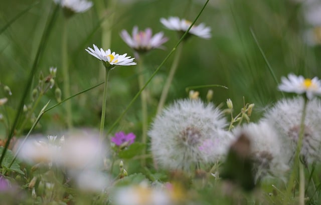 Free download dandelion meadow summer meadow free picture to be edited with GIMP free online image editor