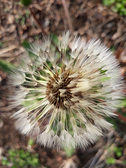 Free download Dandelion Mr Hall -  free photo or picture to be edited with GIMP online image editor