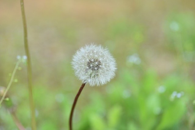 Free download Dandelion Mr Hall Seeds -  free photo or picture to be edited with GIMP online image editor