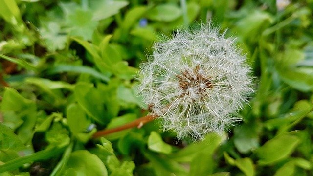 Free download Dandelion Natura Green -  free photo or picture to be edited with GIMP online image editor