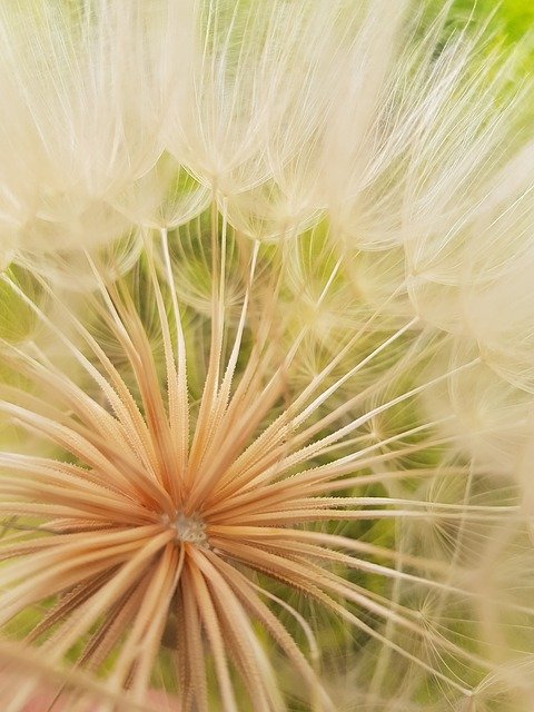 Free download Dandelion Nature Close-Up -  free photo or picture to be edited with GIMP online image editor