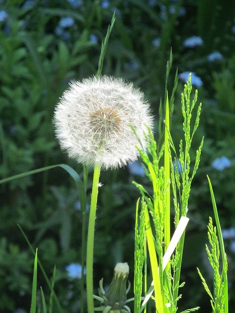 Free download dandelion n nature wayside free picture to be edited with GIMP free online image editor