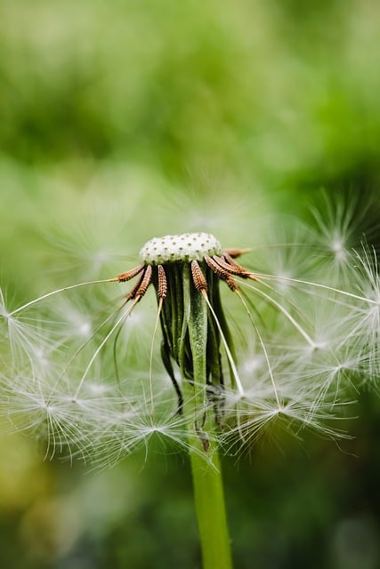 Free download dandelion plant flower seeds flora free picture to be edited with GIMP free online image editor