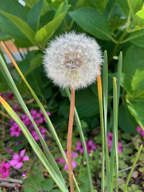 Free download Dandelion Roadside Flowers -  free photo or picture to be edited with GIMP online image editor