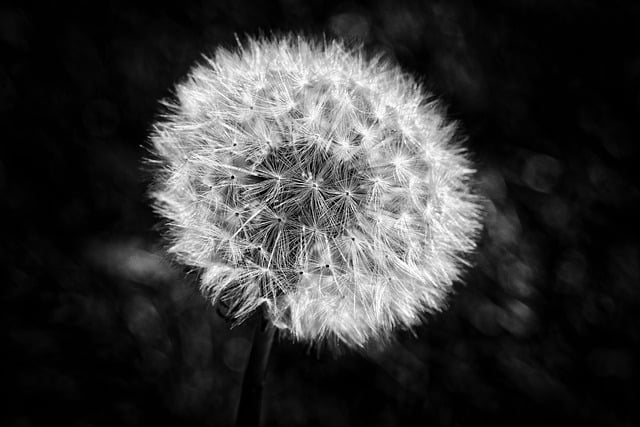 Free download Dandelion Seed Flower free video to be edited with OpenShot online video editor