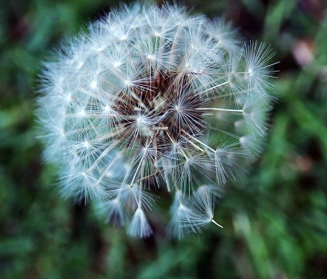 Free download Dandelion Seed Garden -  free photo or picture to be edited with GIMP online image editor