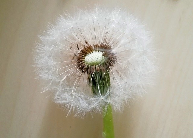 Free download Dandelion Seeds Baldness -  free photo or picture to be edited with GIMP online image editor