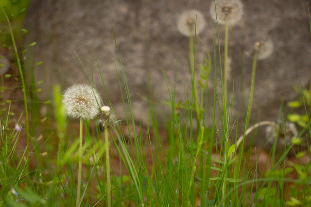 Free download Dandelion Seeds Flowers -  free photo or picture to be edited with GIMP online image editor