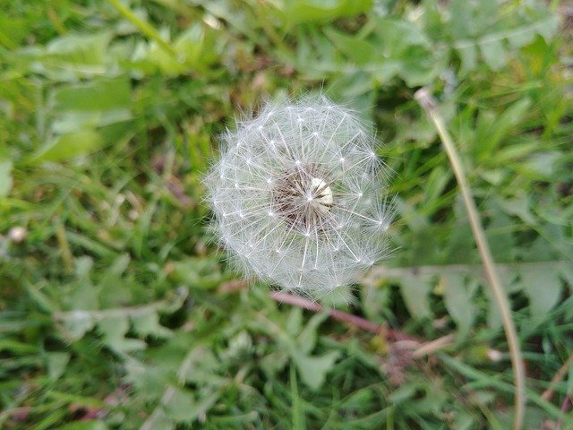 Free download Dandelion Seeds Plant -  free photo or picture to be edited with GIMP online image editor