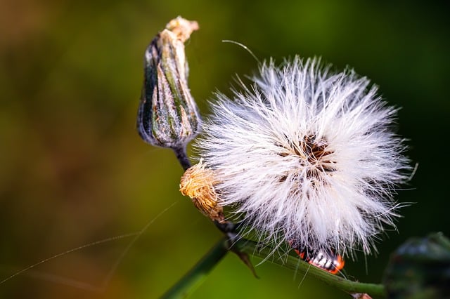 Free download dandelion seeds plant spring free picture to be edited with GIMP free online image editor