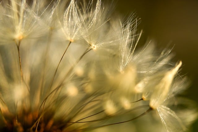 Free download dandelion seeds reproduction macro free picture to be edited with GIMP free online image editor