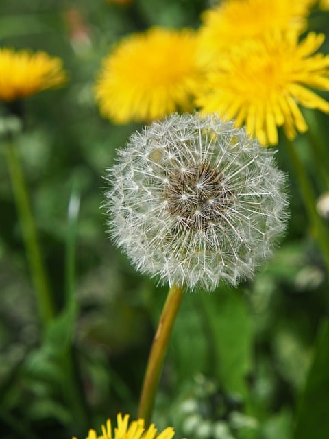 Free download dandelion seeds spring free picture to be edited with GIMP free online image editor