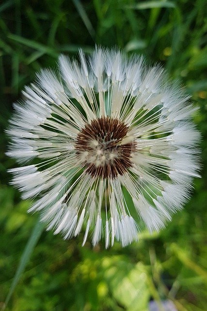 Free download Dandelion Seeds Summer -  free photo or picture to be edited with GIMP online image editor