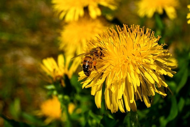 Free download dandelions flowers bee pollination free picture to be edited with GIMP free online image editor