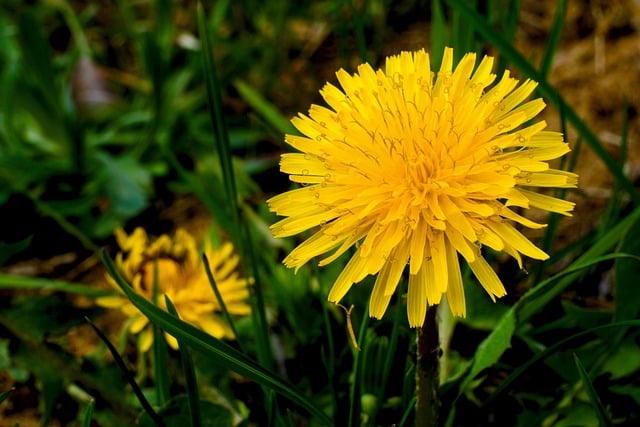 Free download dandelions flowers bloom spring free picture to be edited with GIMP free online image editor