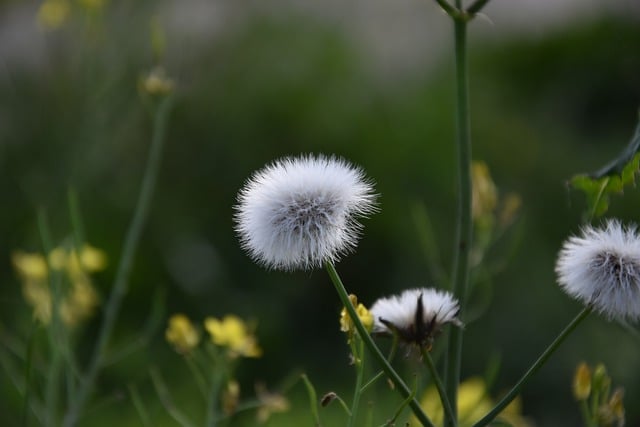 Free download dandelions flowers fall trail path free picture to be edited with GIMP free online image editor