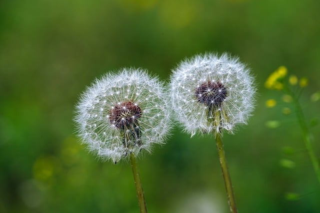 Free download dandelions flowers wildflowers free picture to be edited with GIMP free online image editor