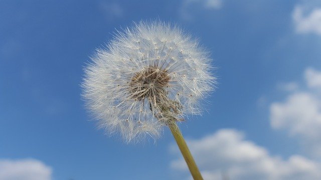 Free download Dandelion Sky Background -  free photo or picture to be edited with GIMP online image editor