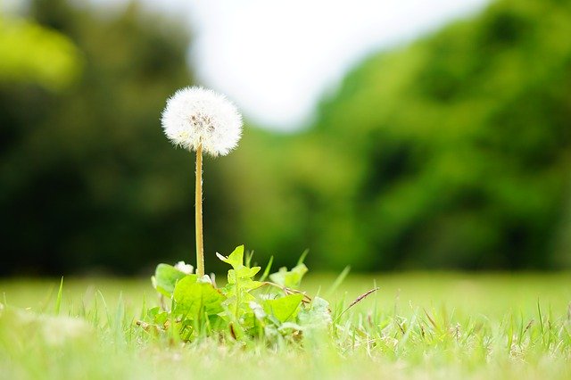 Muat turun percuma Dandelion Softness - foto atau gambar percuma untuk diedit dengan editor imej dalam talian GIMP