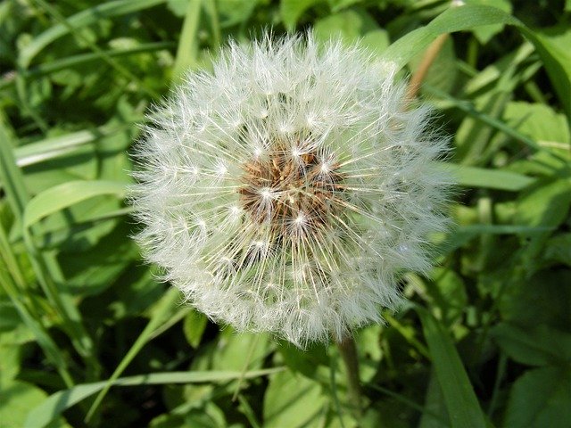 Free download Dandelion Sphere Star -  free photo or picture to be edited with GIMP online image editor