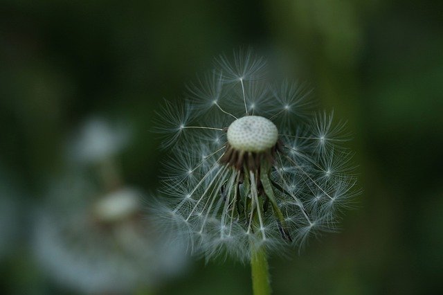 Free download Dandelion Spread Flower -  free photo or picture to be edited with GIMP online image editor