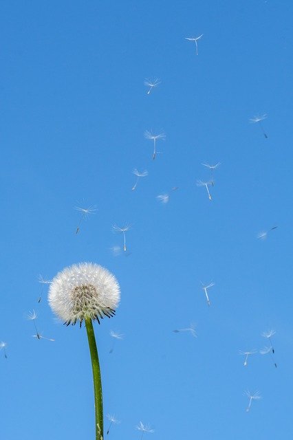 Free download Dandelion Spring Seeds -  free photo or picture to be edited with GIMP online image editor