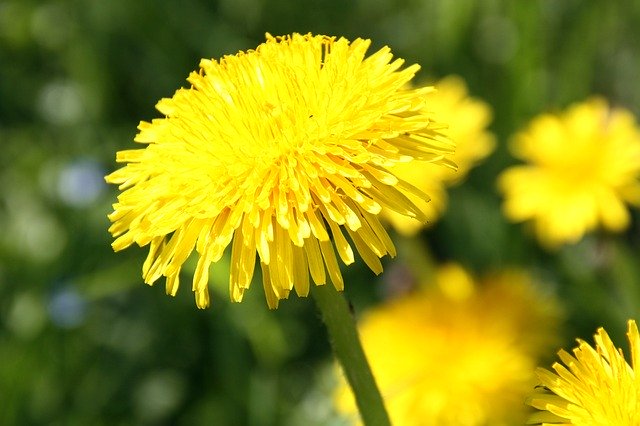 Descarga gratuita Dandelion Spring Yellow Close - foto o imagen gratuita para editar con el editor de imágenes en línea GIMP