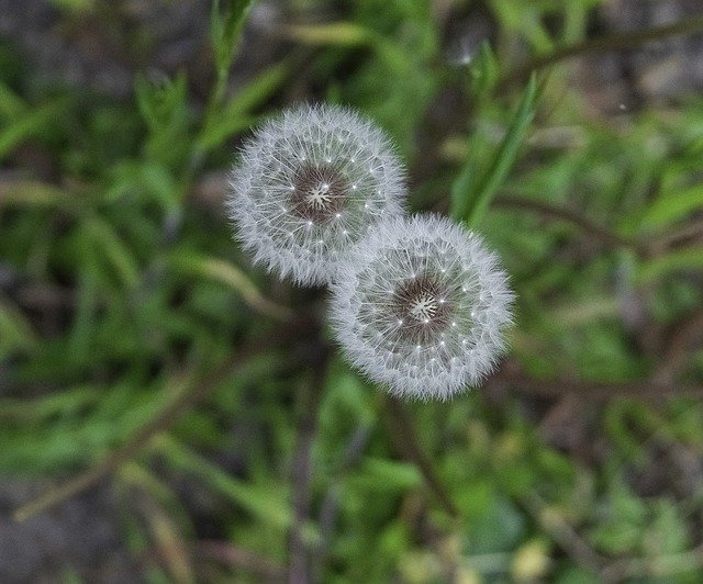 Free download Dandelions Seeds Wind -  free photo or picture to be edited with GIMP online image editor